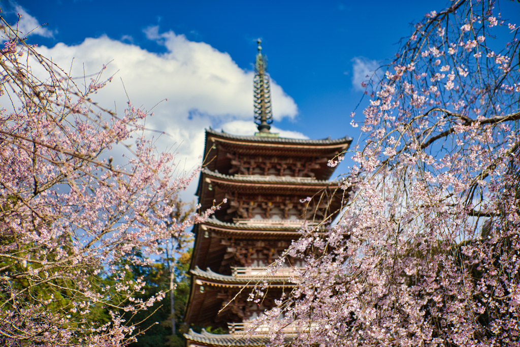 醍醐寺の桜3