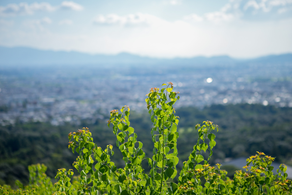 若草山山頂からの景色22