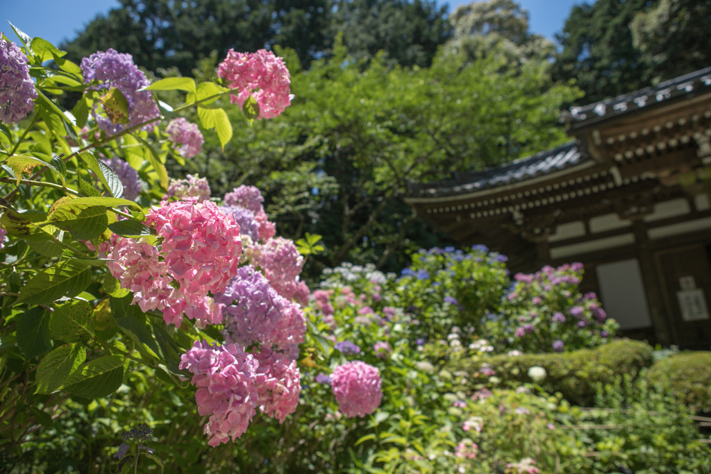紫陽花19