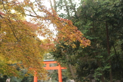 紅葉in下鴨神社その8