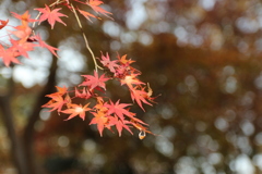 紅葉in下鴨神社その4