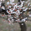 梅林その9