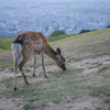 若草山山頂の鹿たちその6