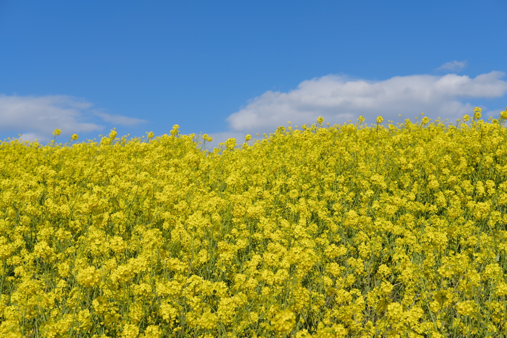 菜の花と青空#002