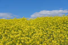 菜の花と青空#002