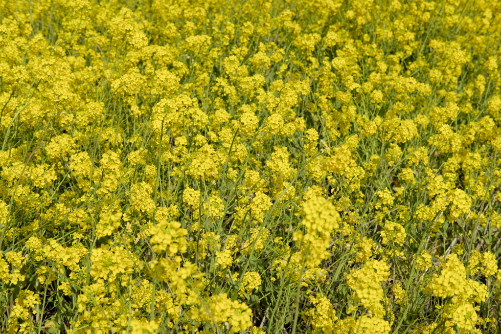 菜の花と青空#006