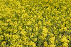 菜の花と青空#006