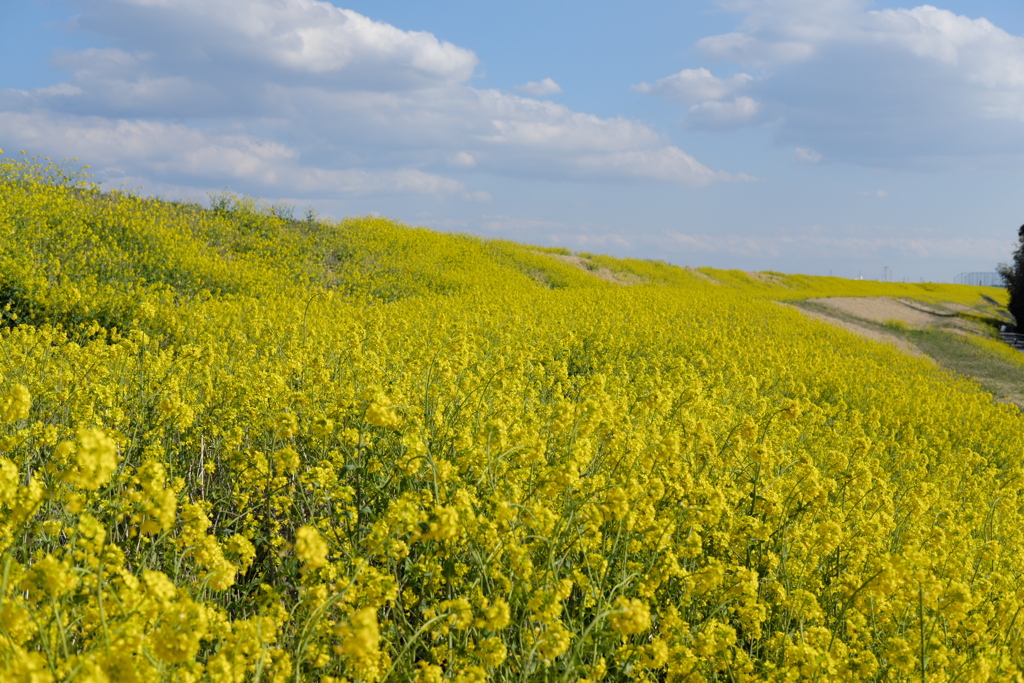 菜の花と青空#003