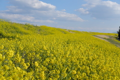 菜の花と青空#003