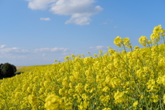 菜の花と青空#004