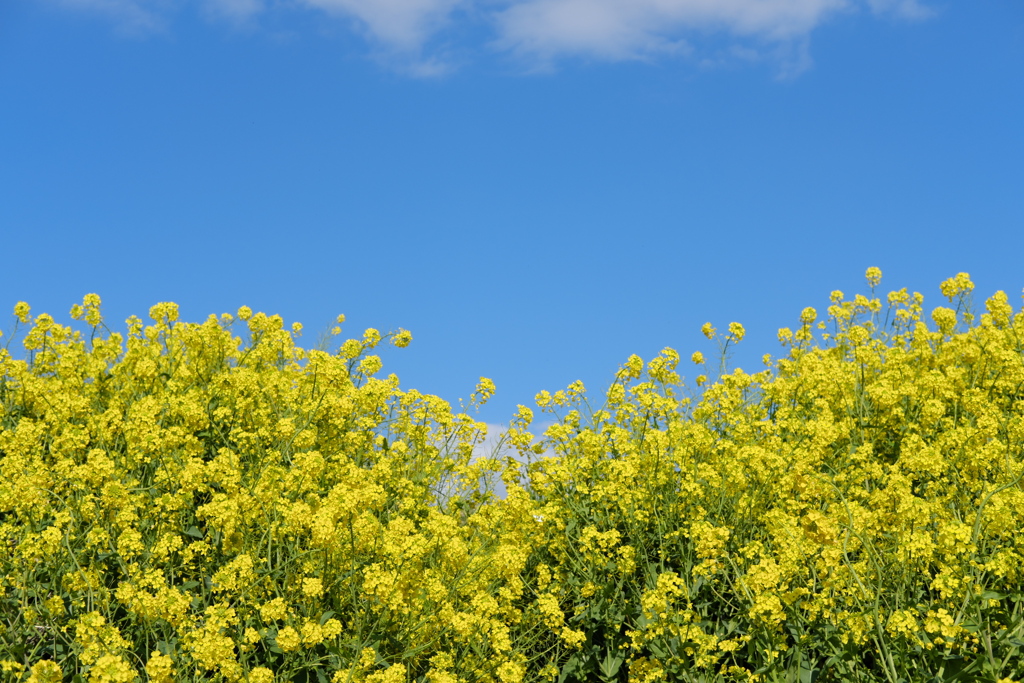 菜の花と青空#001