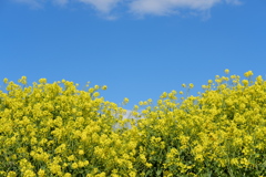 菜の花と青空#001