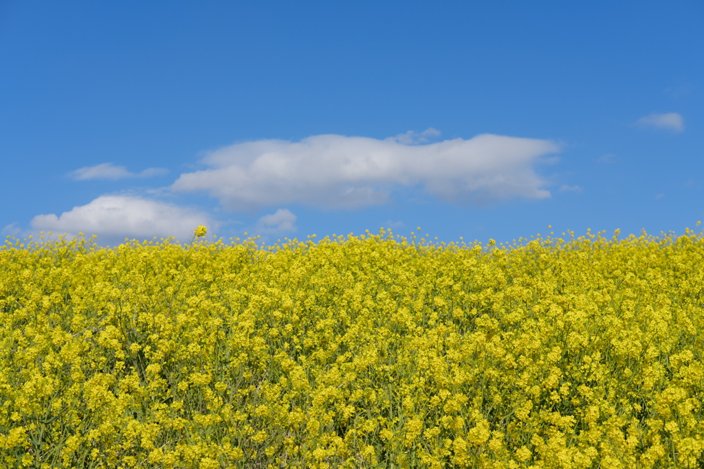 菜の花と青空#005