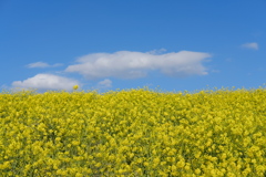 菜の花と青空#005