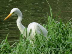 大泉緑地でのチュウサギ