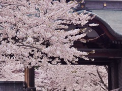 小樽 天上寺の桜