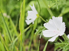 道端に咲く花②