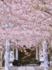 白い鳥居