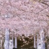 白い鳥居