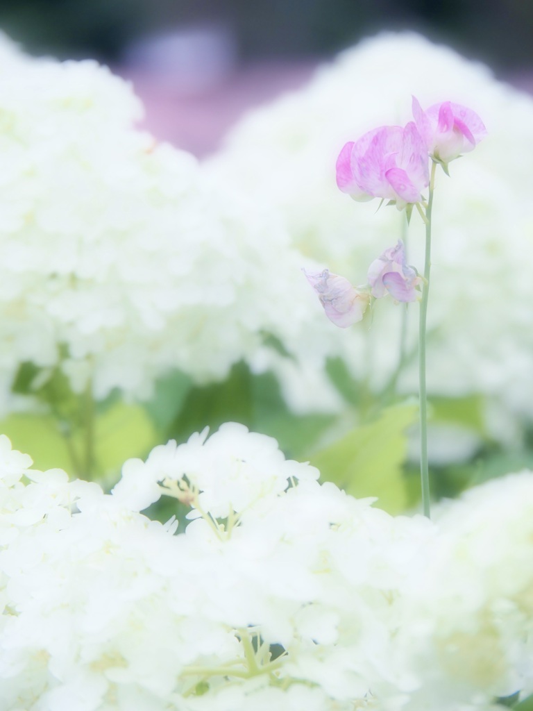 白い紫陽花の中で
