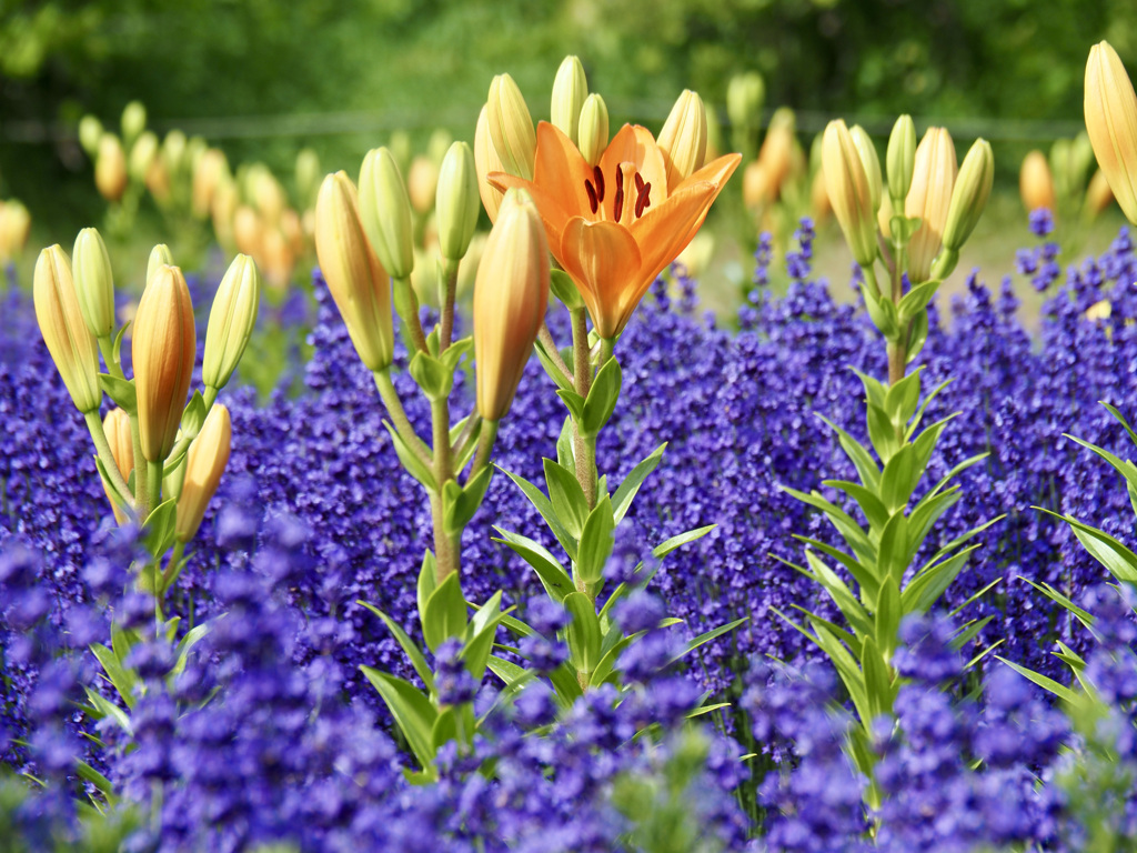 夏の花