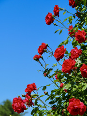 青空と真っ赤な薔薇