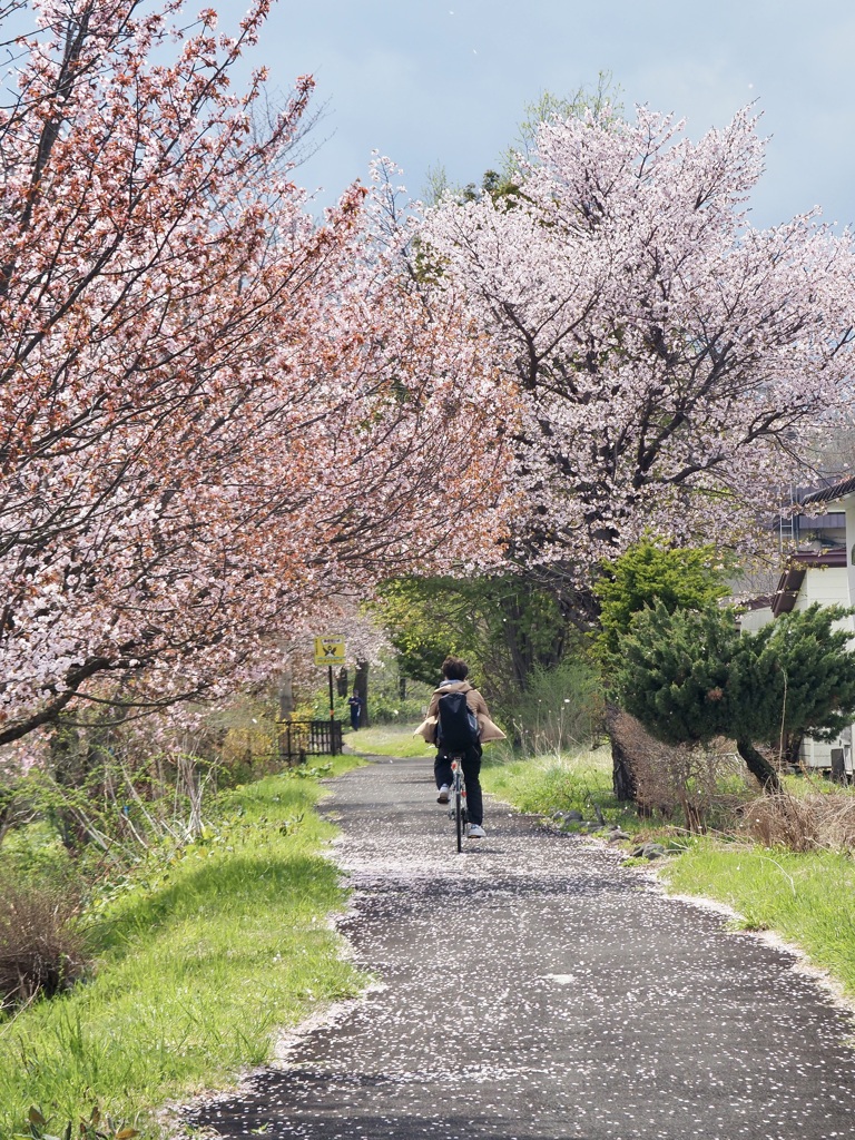 桜サイクリングロード