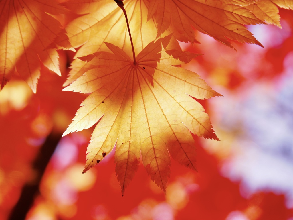 透かし紅葉③