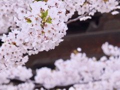 シーズンイチの桜