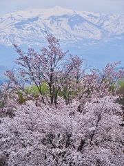 十勝岳と桜