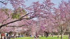 桜…北海道