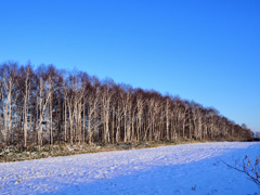 青空の下の白樺防風林