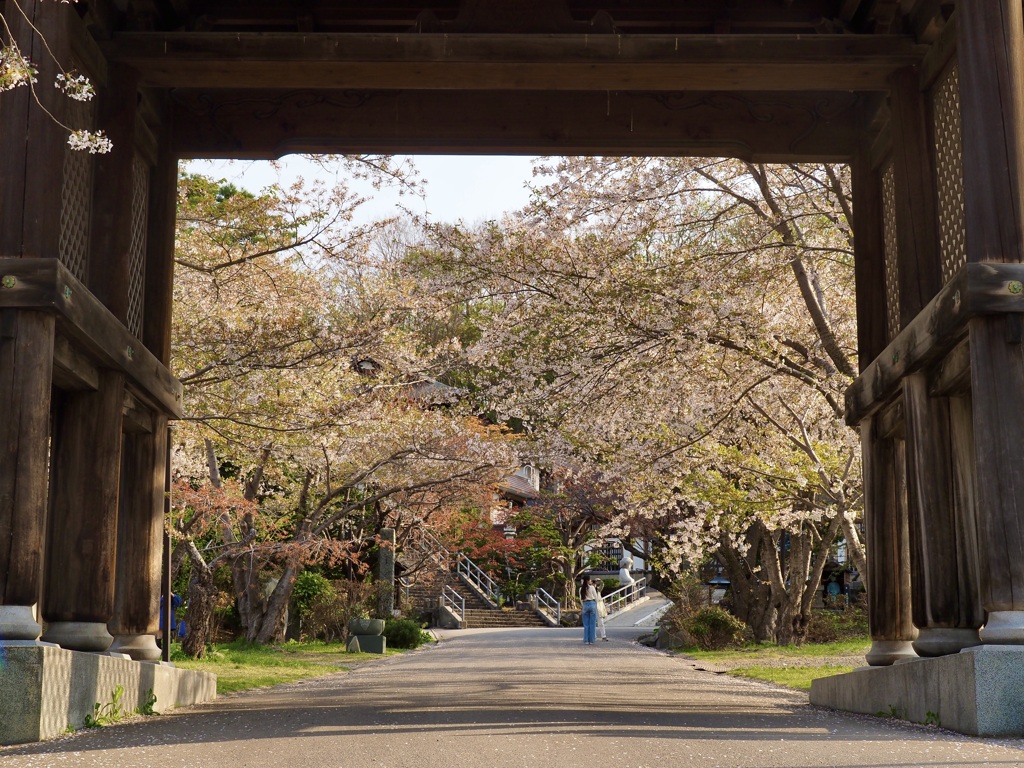 桜、最終盤