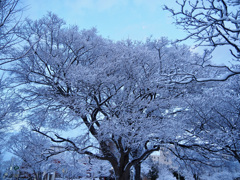 桜…じゃないっす