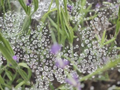 蜘蛛の巣の水滴