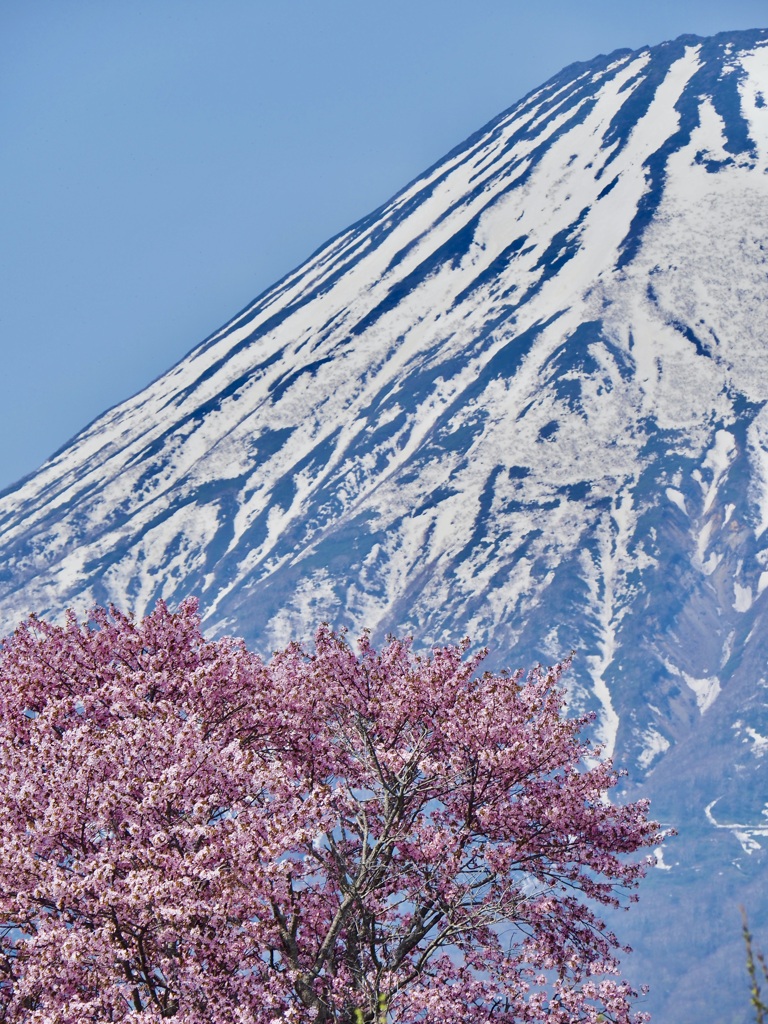 桜と蝦夷富士