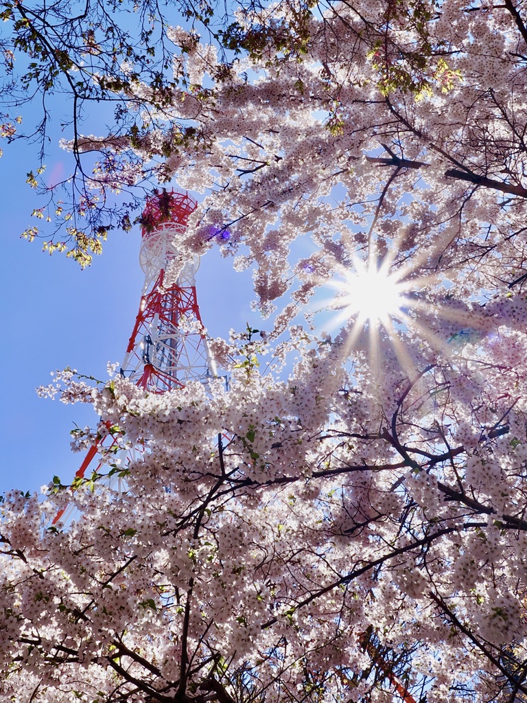 紅白の塔と桜と
