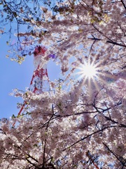 紅白の塔と桜と