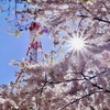 紅白の塔と桜と