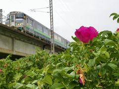 ハマナスの花と共に