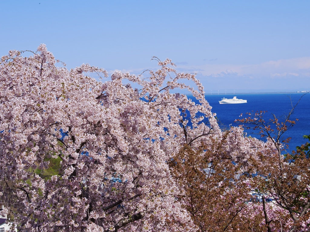 桜と白い船と