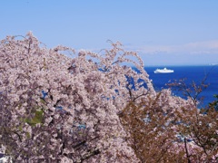 桜と白い船と