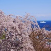 桜と白い船と