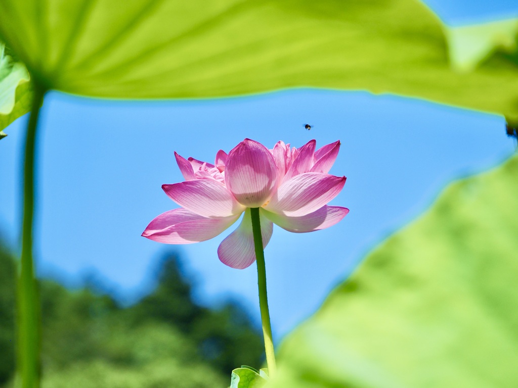 蓮の花