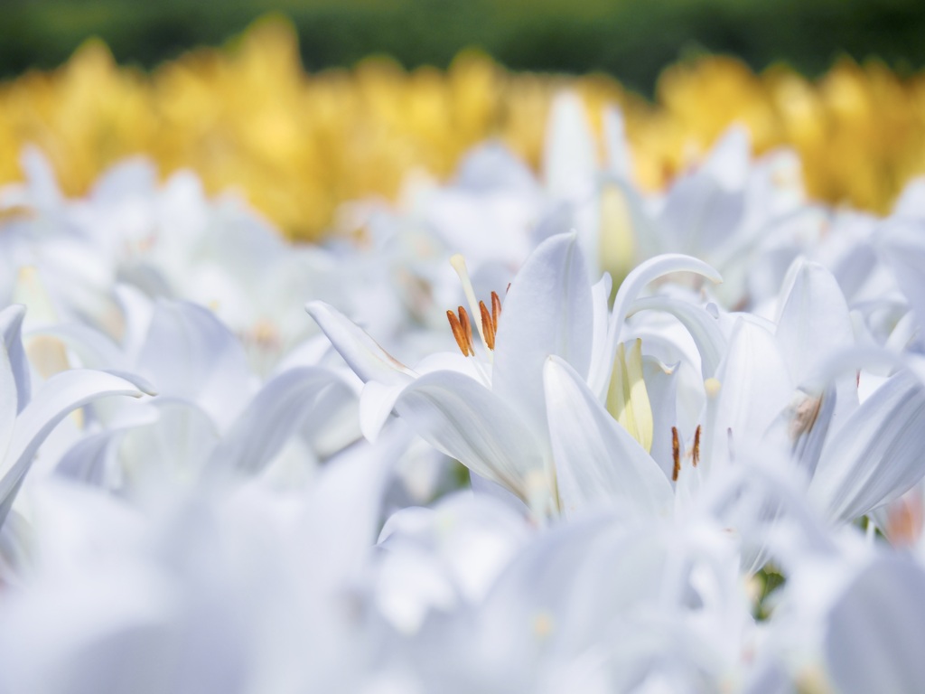 Lily