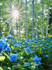 光芒、紫陽花に刺さる