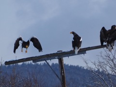 モーキントリオ