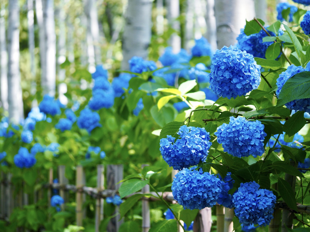 白い幹と青い花