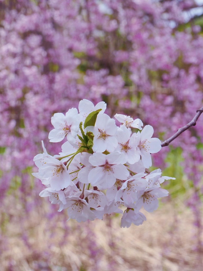 枝垂れ桜をバックに