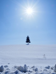 太陽 青空 雪原…その中の木